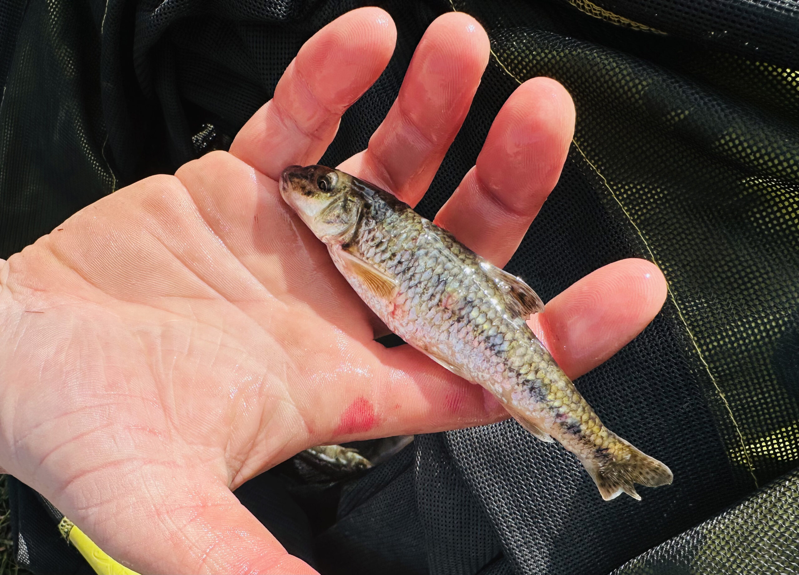 Middlesbrough Angling Club - Marske Reservoir