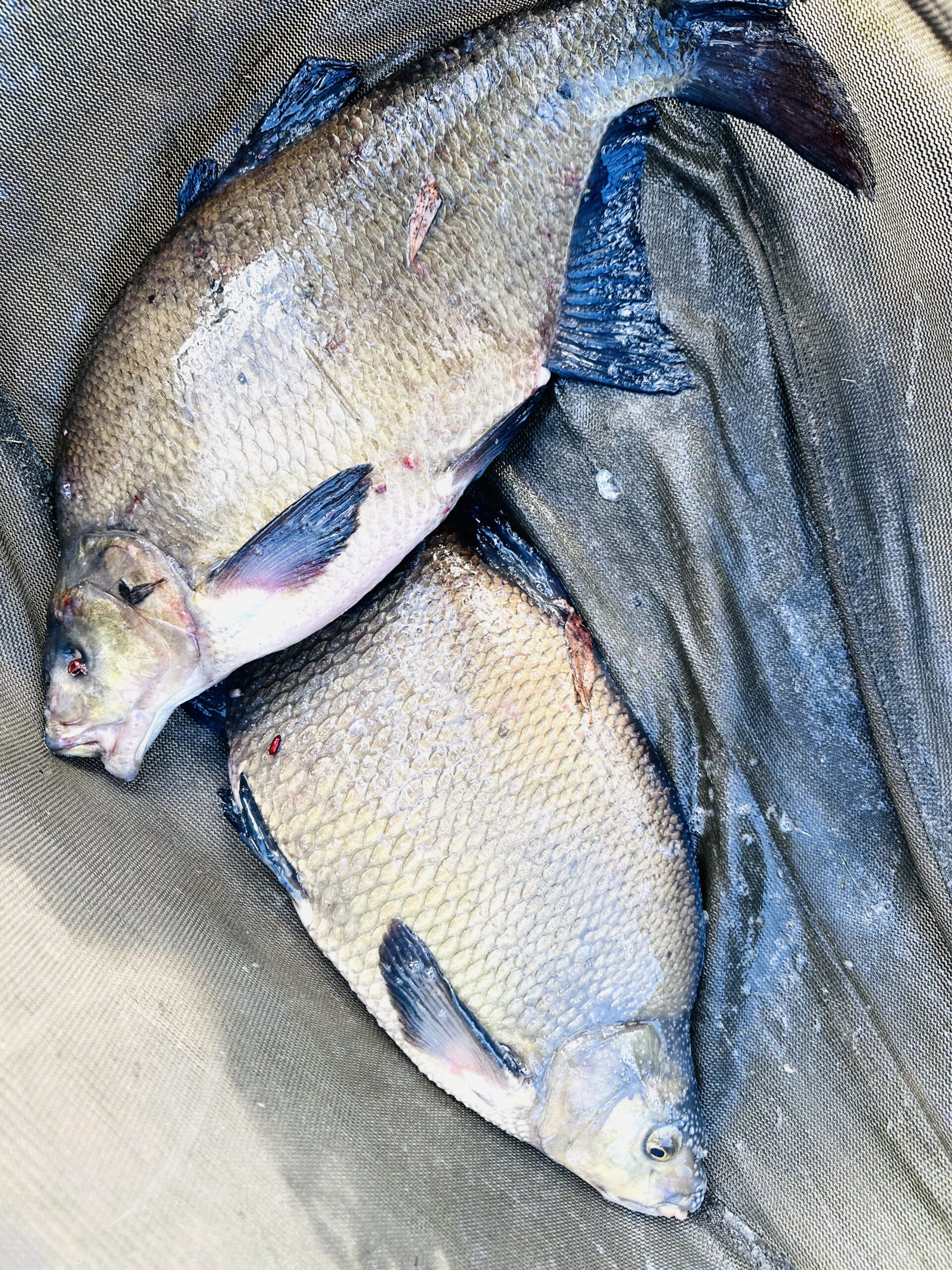 Middlesbrough Angling Club - Marske Reservoir